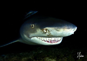 On my last expedition we did a couple of night dives and ... by Steven Anderson 
